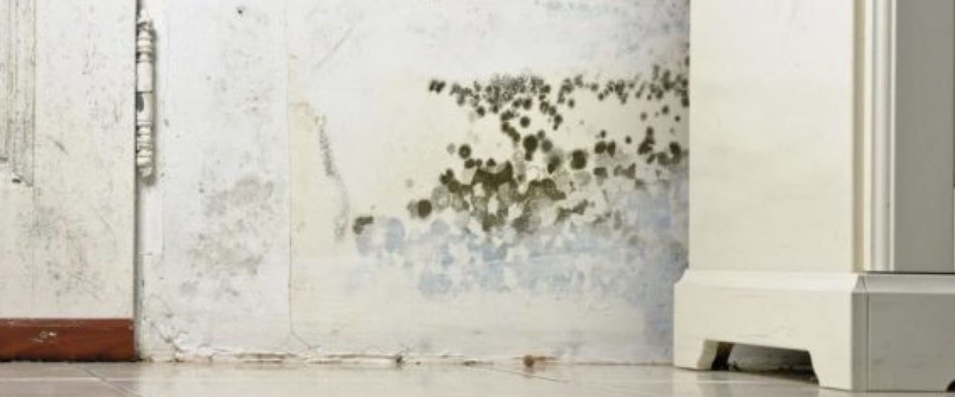 Does lysol spray kill mold in carpet?