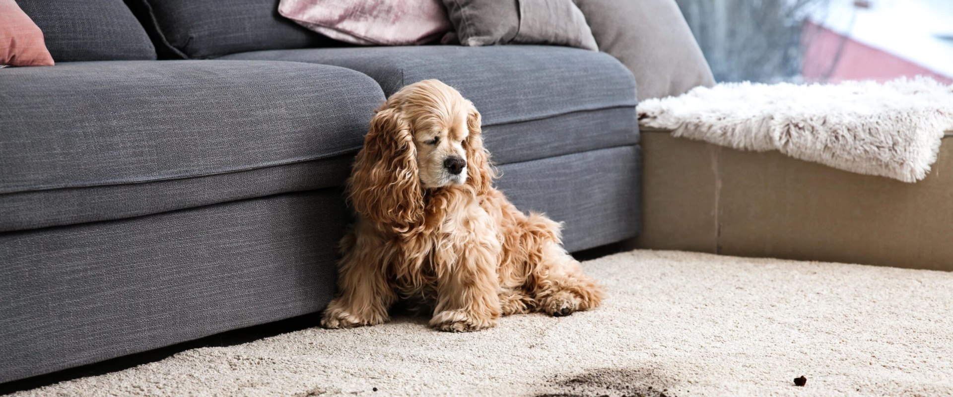 What is the best way to remove pet stains from carpets?