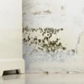 The Truth About Lysol Spray and Mold in Carpets