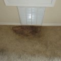 How to Effectively Remove Mold and Mildew from Your Carpet