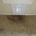 What kills mold and mildew on carpet?